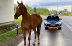 Policjanci zaopiekowali się koniem