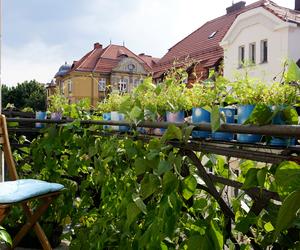 Najpiękniejszy katowicki balkon 2021. Zobacz, jak wyglądały nagrodzone balkony! 