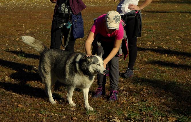 Husky opanowały Psi Park! [GALERIA]