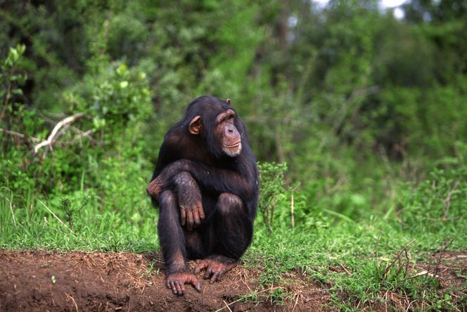 Wyrzucili kobietę z zoo, bo zakochała się w szympansie!