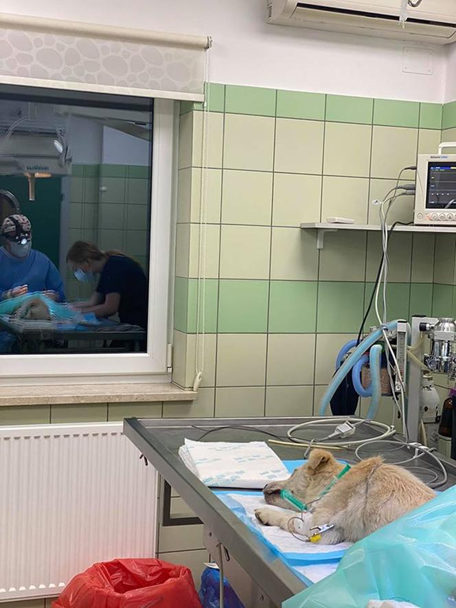 Messi. Operacja psa z dziurą w przemyskiej lecznicy ADA (GALERIA)
