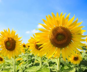 SŁONECZNIK - właściwości lecznicze kwiatów słonecznika