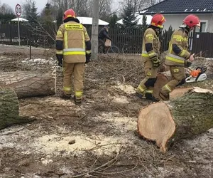 Koszmarny finał wycinki drzew pod Grudziądzem