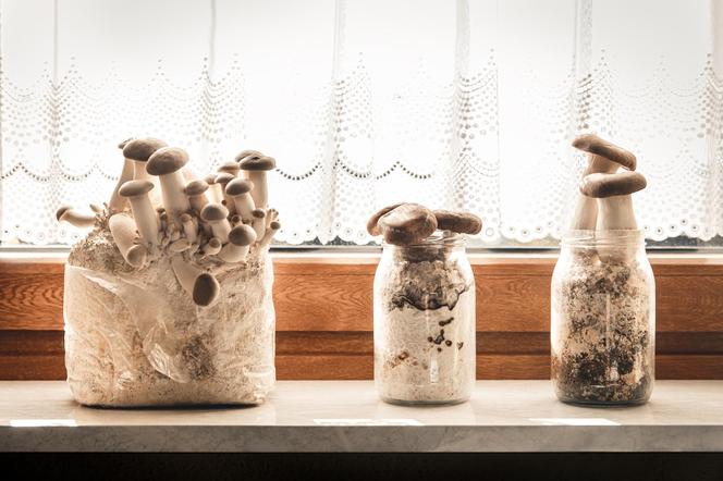 Jak samemu wyhodować grzyby w domu?