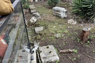 Largo Argentina w Rzymie. Koty zamieszkały w starożytnych ruinach - zobacz zdjęcia