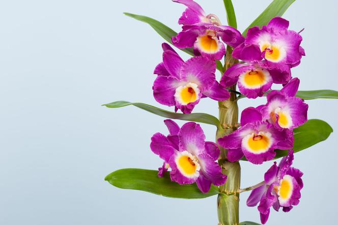 Storczyk Dendrobium