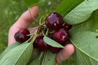 Czereśnie na farmie Jabusko w Świętokrzyskiem