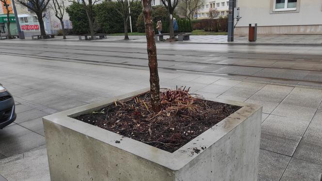 Przesadzanie drzew z betonowych donic