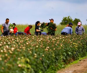 Królewskie kwiaty z Brzozia podbijają świat 