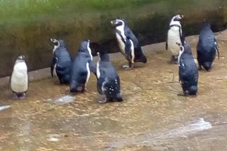 Horror w zoo. 500 martwych zwierząt, boksy tak małe, że nie da się ruszać, zakrwawione kapibary
