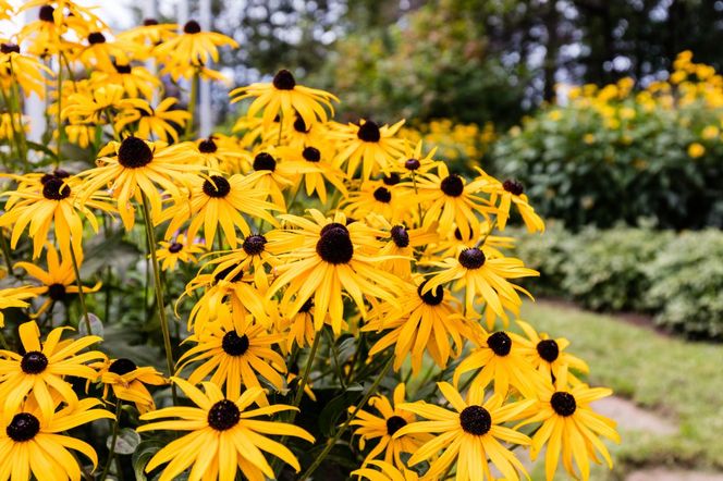 Rudbekia