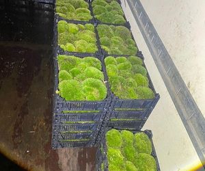 60-latek kradł mech z lasu