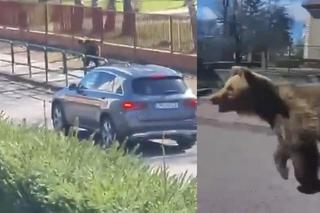 Niedźwiedzie atakują ludzi! Wprowadzono stan wyjątkowy