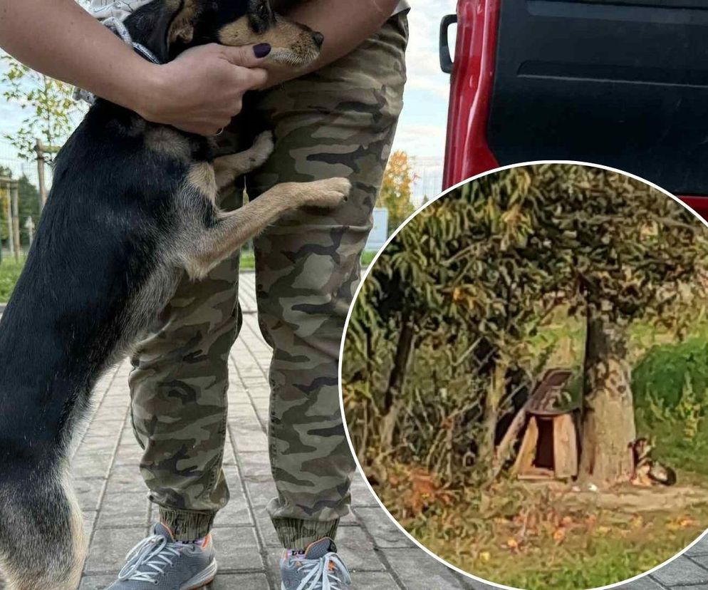 Suczka żyła wśród pól, na łańcuchu. Nawet nie przy budzie. Od wiatru osłaniała ją taczka