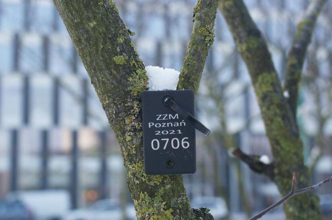 Nietypowe tabliczki zawisły na drzewach w poznańskich parkach