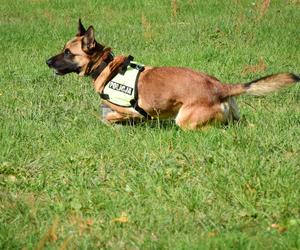 Policyjne psy z podkarpacia zdały egzamin. Teraz będą tropić materiały wybuchowe i narkotyki