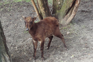 Mundżaka to jeden z najmniejszych przedstawicieli rodziny jeleniowatych. Maluch po urodzeniu waży około 0,5 kg. Po urodzeniu rodzina mundżaków liczy 5 osobników.