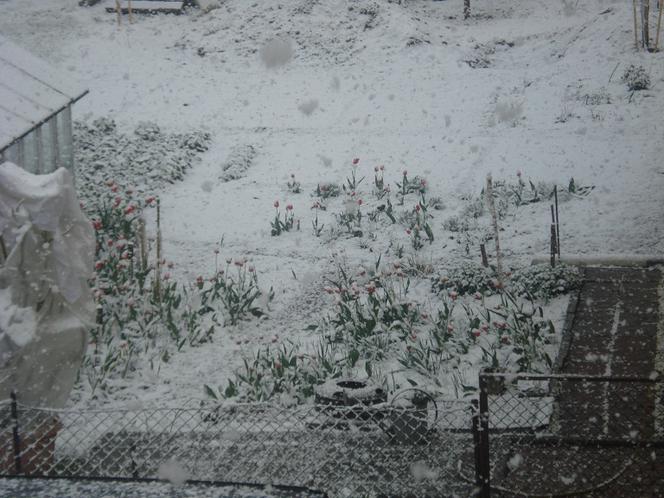 Zima w maju 2011 - zdjęcia Czytelników (Sierakowice na Pomorzu)