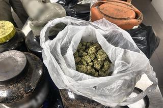 Akcja kryminalnych w lesie pod Toruniem. 44-latek zakopał tam narkotyki