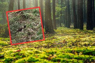 „Tego gościa lepiej nie lekceważyć”. Takie spotkanie w lesie można zapamiętać na długo