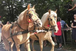 Święcili zwierzęta w Mikstacie!