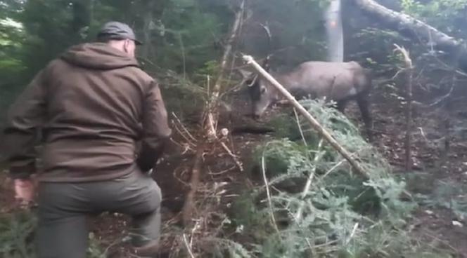 Leśnicy z Dynowa uratowali  sarnę zaplątaną we wnyki [ZDJĘCIA]