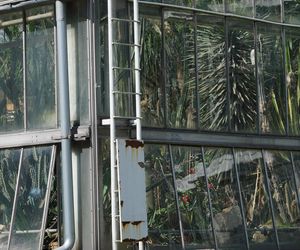 Palmiarnia Poznańska przed przebudową
