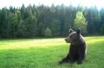 Niedźwiedź brunatny w Bieszczadach