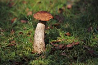 Gdzie na grzyby nad morzem w 2023? Sprawdź, gdzie znaleźć grzyby i jak się nie zatruć. Grzybobranie czas zacząć!