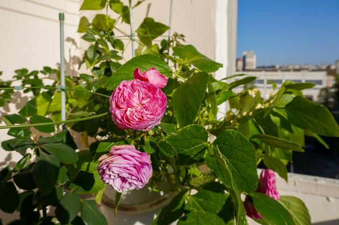 Rośliny wieloletnie na balkon i taras