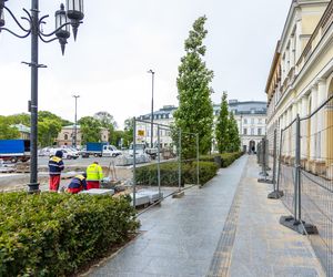 Sadzenie zieleni na placu Bankowym w maju 2025 r.