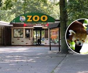 Poznańskie zoo ma nowego mieszkańca