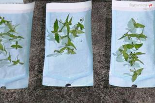 Śląskie: Marihuana jak konfitury. Policjanci nie dali się nabrać. 36-latek ma kłopoty