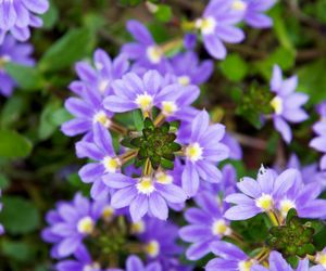 Scewola - Scaevola aemula