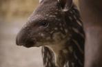 Mały Tapir przyszedł na świat w Łódzkim ZOO