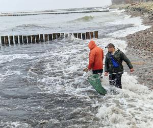 Tłumy na plaży w Kołobrzegu