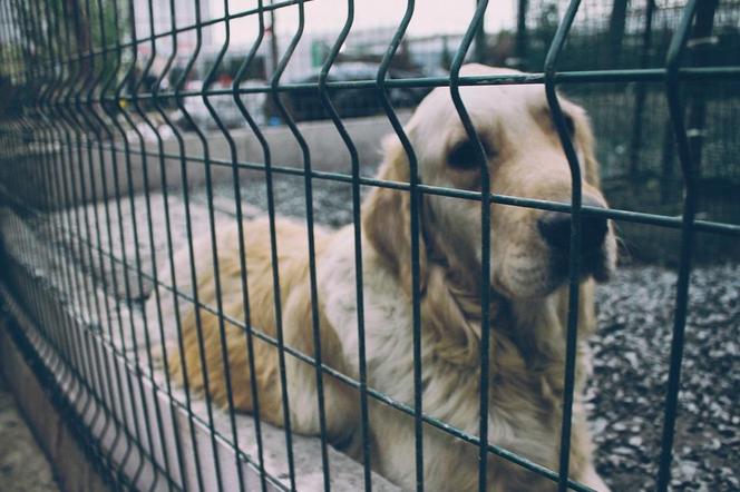 ruszyła akcja mikołajkowa w radomskim Schronisku dla Bezdomnych Zwierząt
