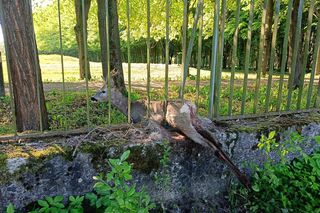 Strażacy 2 razy uratowali sarenkę.