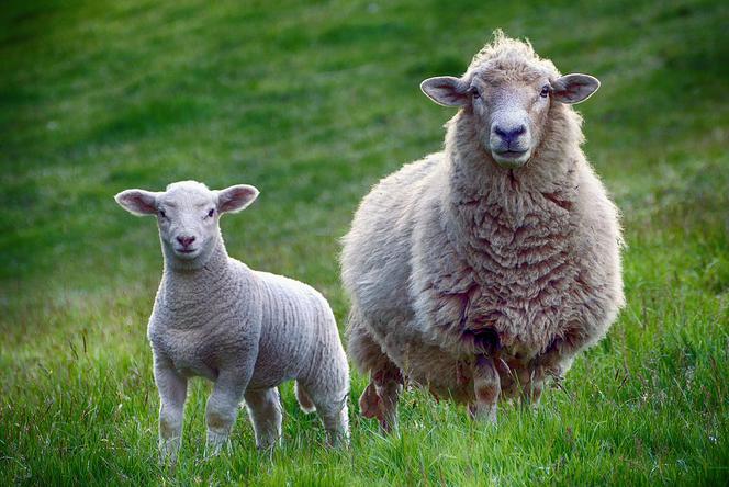 Owce to stały element krajobrazu Brennej