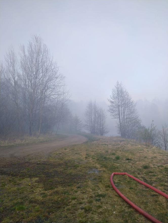 Pożar Lubańskiego Wielkiego Lasu 