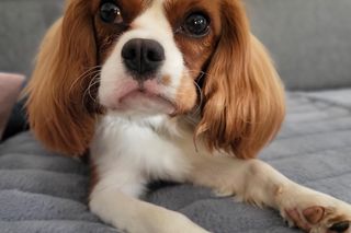 Oto urocze psiaki naszych Czytelników!