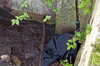 Bóbr uwięziony w piwnicy we Wrocławiu. Na ratunek ruszyły strażniczki miejskie