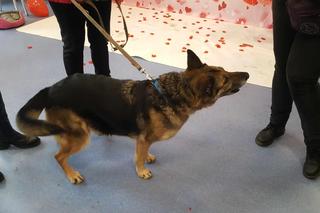 Psialentynki w bydgoskim schronisku