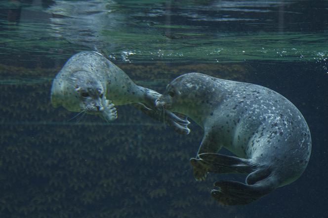 We wrocławskim zoo urodziły się dwie foki pospolite