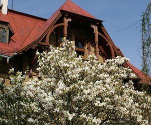 Szlak Magnolii w Cieszynie to największa atrakcja wczesnej wiosny