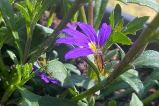 Mrówki w donicy ze scewolą