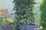 Passiflora