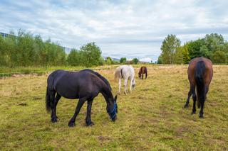 Stadnina koni w Bytomiu