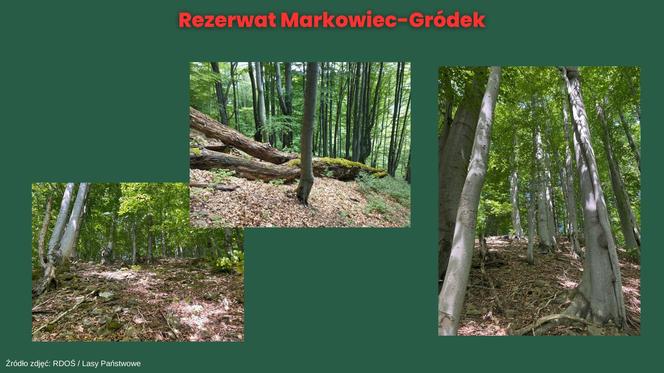 Rezerwat Markowiec-Gródek