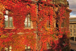 Te widoki zapierają dech w piersiach. Piękna jesień we Wrocławiu   